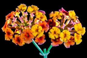 yellow and orange lantana camara ornamental plant