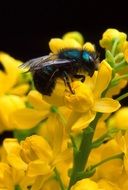 brilliant fly on a yellow flower in California