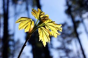 young maple leaves under the bright sun