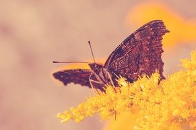 butterfly on the yellow flower close-up