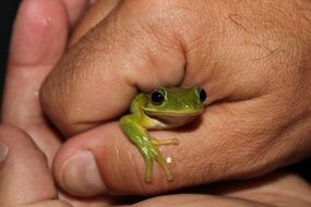 little frog in the hands close-up