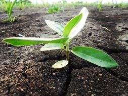 green sprout on cracked earth