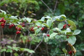 Closeup Picture of red berries on branch in a forest