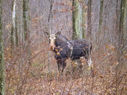 wild moose in the forest