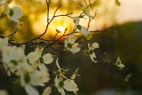 blooming dogwood in the countryside