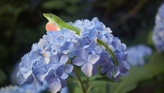 tiny green lizard is resting on a purple flower