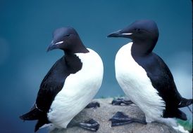 Beautiful Thick Billed Murres in Alaska