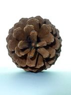 dry pine cone closeup