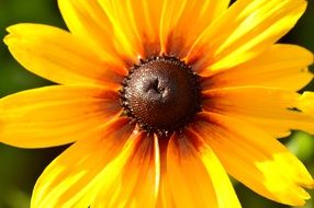 Yellow daisy flower macro photo
