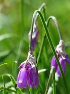 piedmont leek flower blossom