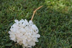 white blooming jasmine on a green lawn