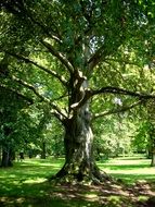 old tree in the castle park