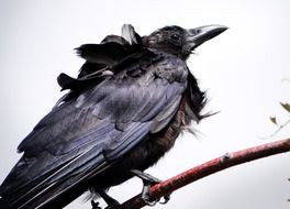 splendiferous crow