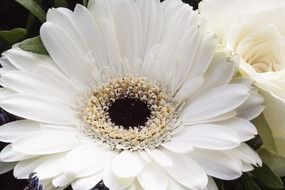 black and white photo of gerbera flower