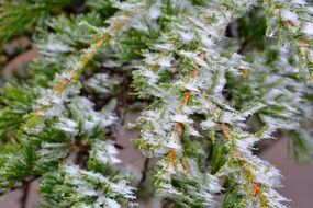 frozen green tree branches ice