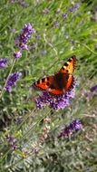 butterfly lavender