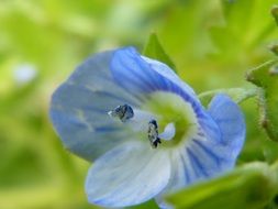 blue pointed flower blossom macro