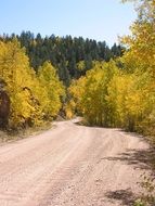 aspen colorado forest