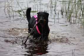 photo of Black puppy in water
