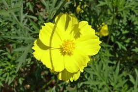 yellow bright cosmos on a green bush
