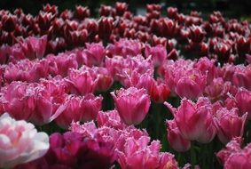 lot of pink double tulips blooming on flower bed
