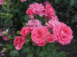 attractive roses pink blossom