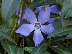 blue vinca flower on among green leaves