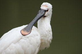 White exotic bird on a blurred background