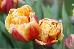 surprising beauty tulips flower