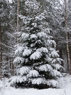 Big snowy evergreen tree