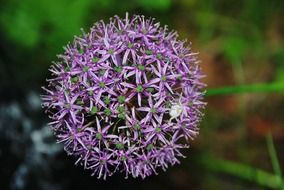 purply lila flower closeup