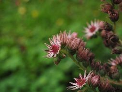 mountain houseleek blossom macro