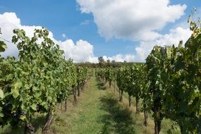 winegrowing cultural landscape on a sunny day