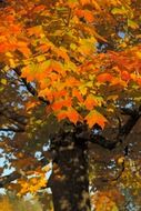 canopy autumn sunny landscape
