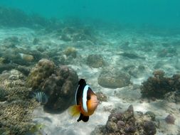 Tropical underwater fish