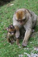 monkey with her cub on a green grass