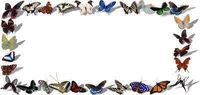 butterflies frame on white background