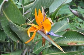 yellow flower bird of paradise
