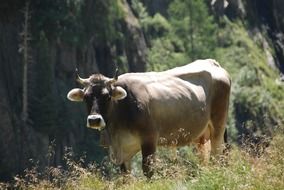 cow in pasture on a sunny day