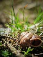 charming snail