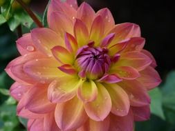 pink dahlia with drops of water close-up