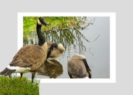 geese in a pond