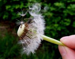 dandelion with seeds in hand