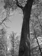 Black and white photo of the oak trees