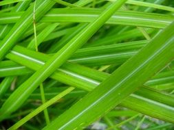 bright green blade of grass close-up