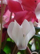 pink and white cyclamen close up