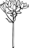 biology flower plant botany figure