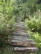 boardwalk on a forest trail