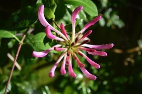 honeysuckle flower buds plant sunny weather