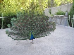 peacock bird feathers tail zoo